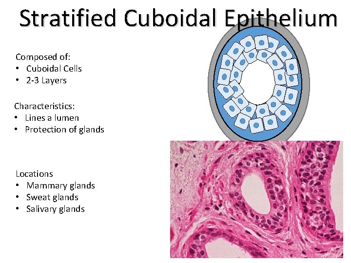 Stratified Cuboidal Epithelium Composed of: • Cuboidal Cells • 2 -3 Layers Characteristics: •