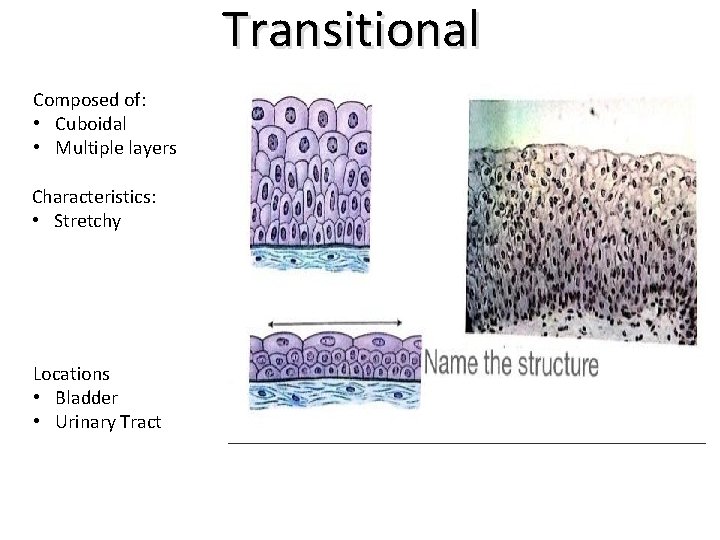 Transitional Composed of: • Cuboidal • Multiple layers Characteristics: • Stretchy Locations • Bladder