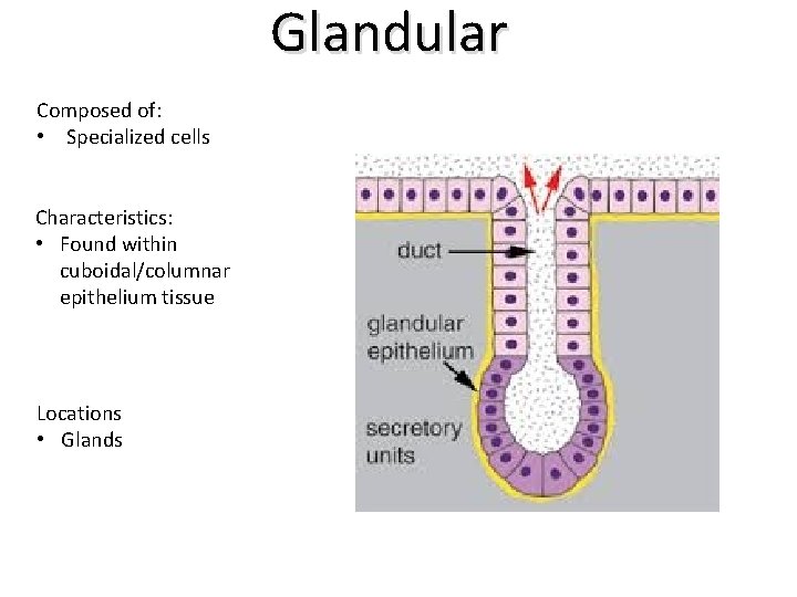 Glandular Composed of: • Specialized cells Characteristics: • Found within cuboidal/columnar epithelium tissue Locations