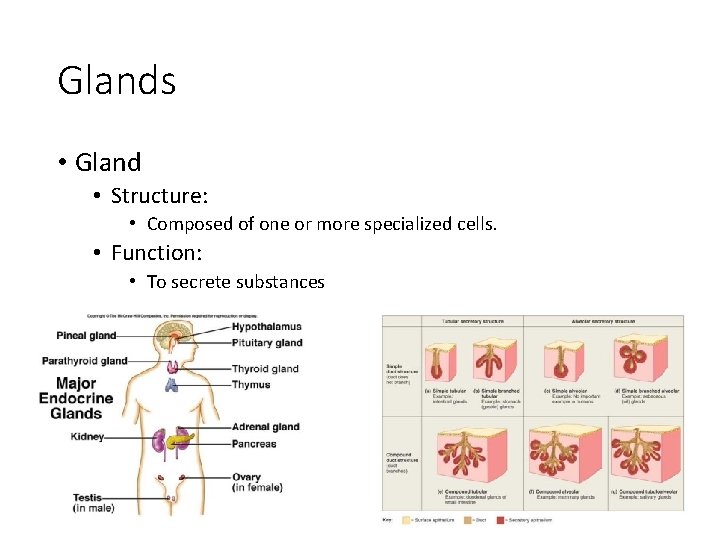 Glands • Gland • Structure: • Composed of one or more specialized cells. •