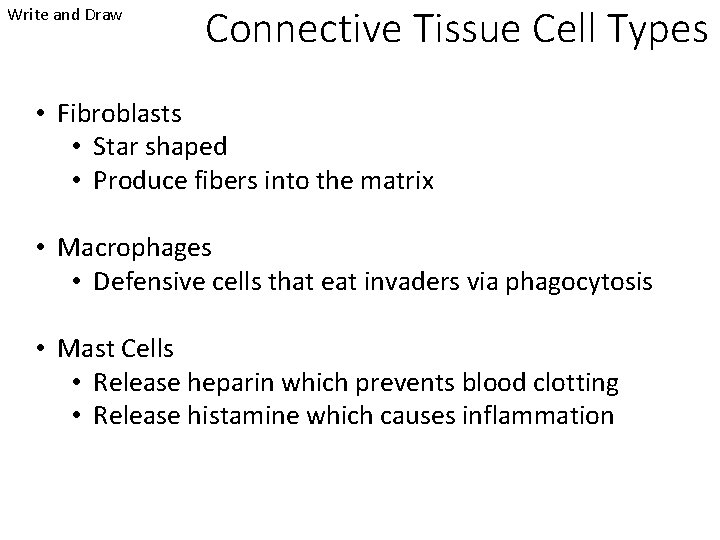 Write and Draw Connective Tissue Cell Types • Fibroblasts • Star shaped • Produce