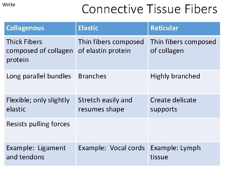 Write Collagenous Connective Tissue Fibers Elastic Reticular Thick Fibers Thin fibers composed of collagen