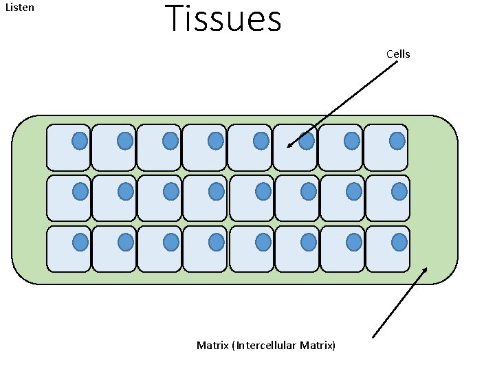 Listen Tissues Cells Matrix (Intercellular Matrix) 