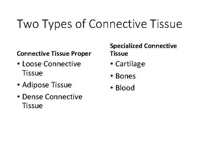 Two Types of Connective Tissue Proper • Loose Connective Tissue • Adipose Tissue •