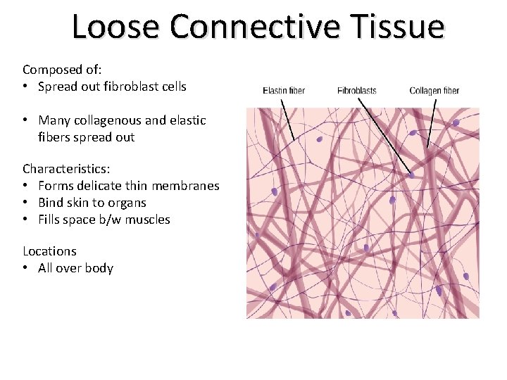 Loose Connective Tissue Composed of: • Spread out fibroblast cells • Many collagenous and
