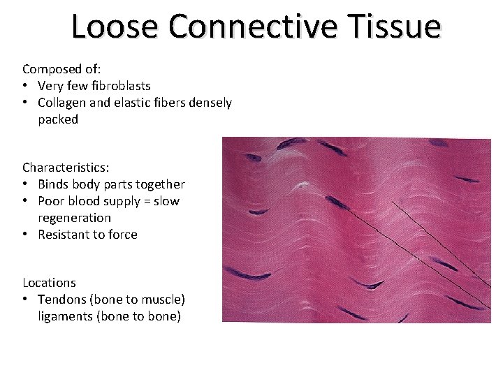 Loose Connective Tissue Composed of: • Very few fibroblasts • Collagen and elastic fibers