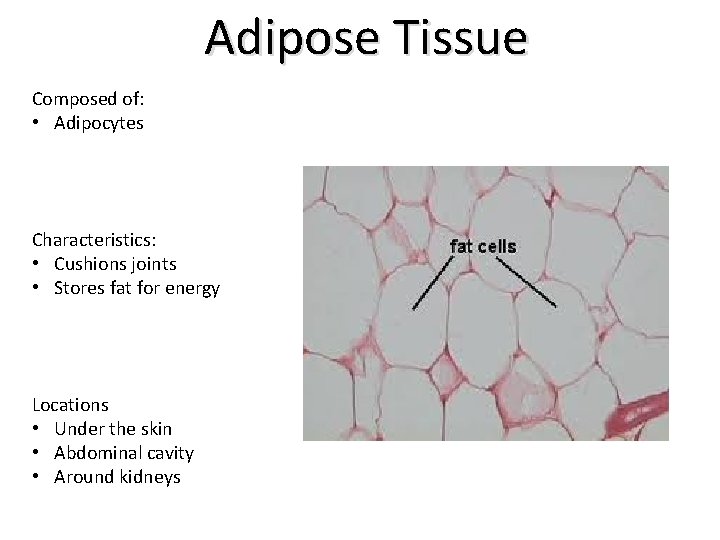 Adipose Tissue Composed of: • Adipocytes Characteristics: • Cushions joints • Stores fat for