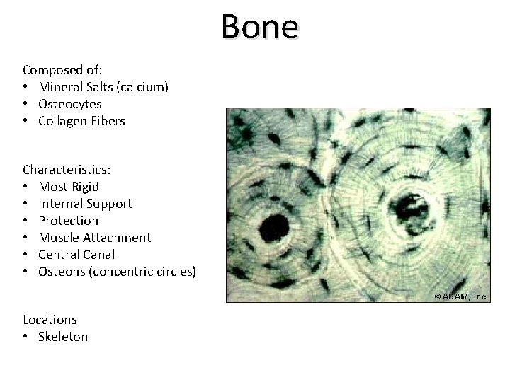 Bone Composed of: • Mineral Salts (calcium) • Osteocytes • Collagen Fibers Characteristics: •