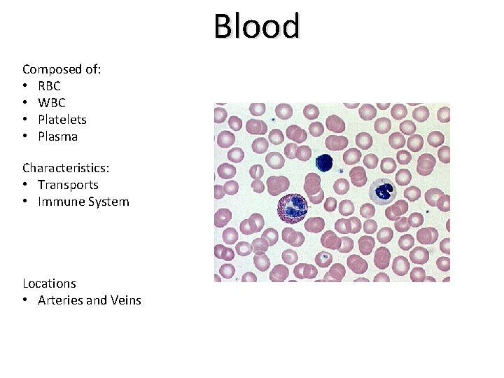 Blood Composed of: • RBC • WBC • Platelets • Plasma Characteristics: • Transports