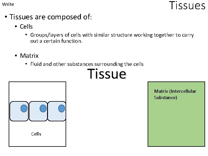 Write • Tissues are composed of: Tissues • Cells • Groups/layers of cells with
