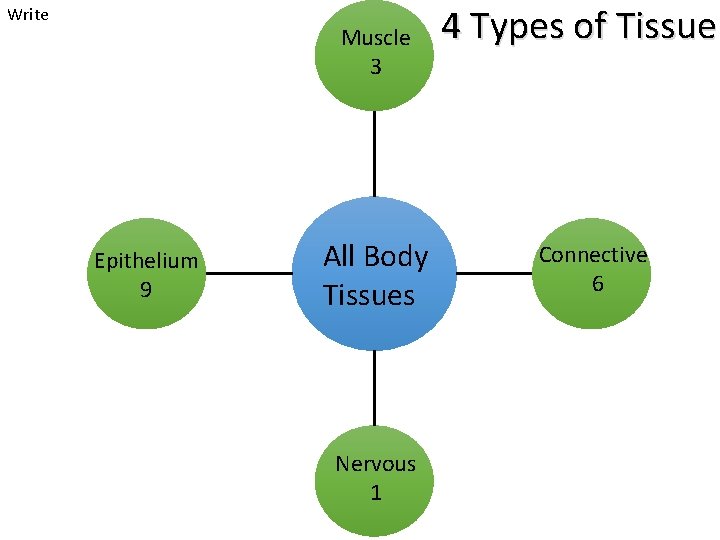 Write Muscle 3 Epithelium 9 All Body Tissues Nervous 1 4 Types of Tissue