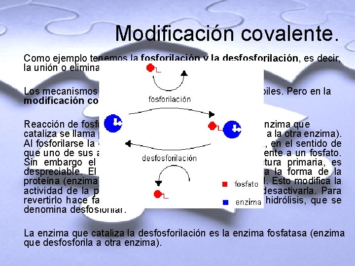 Modificación covalente. Como ejemplo tenemos la fosforilación y la desfosforilación, es decir, la unión