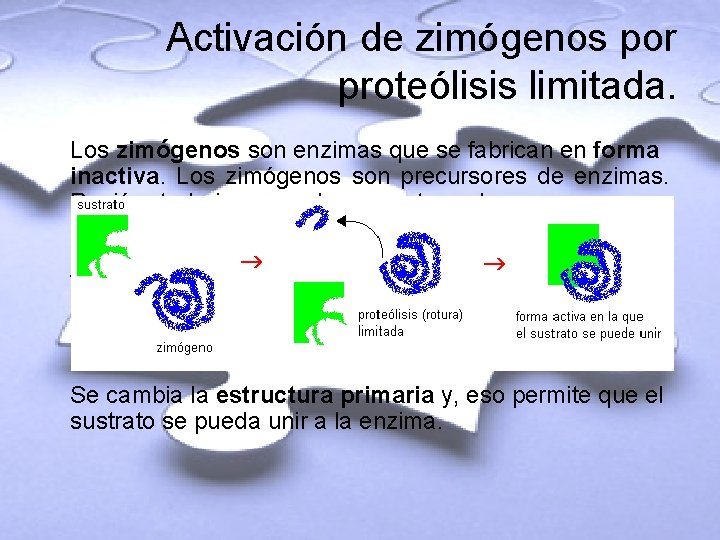 Activación de zimógenos por proteólisis limitada. Los zimógenos son enzimas que se fabrican en