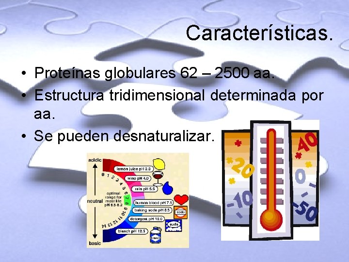 Características. • Proteínas globulares 62 – 2500 aa. • Estructura tridimensional determinada por aa.