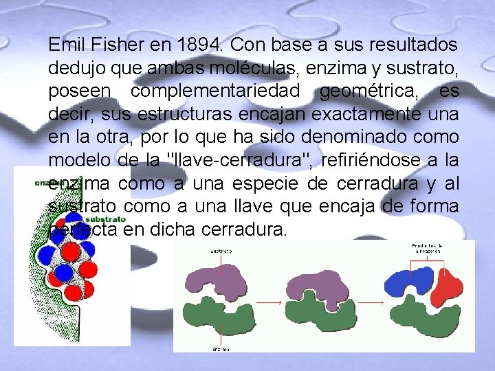 Emil Fisher en 1894. Con base a sus resultados dedujo que ambas moléculas, enzima