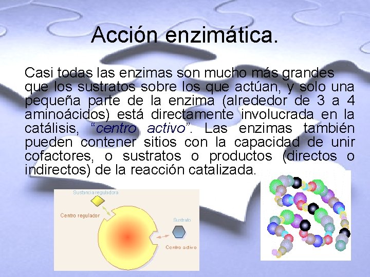 Acción enzimática. Casi todas las enzimas son mucho más grandes que los sustratos sobre