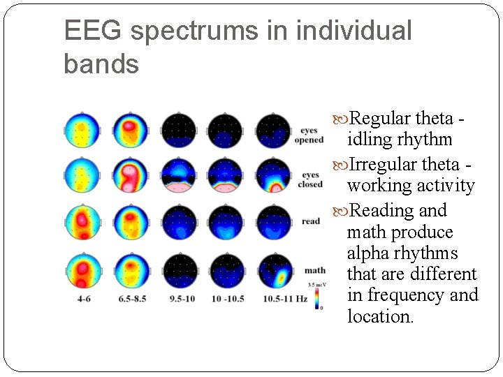 EEG spectrums in individual bands Regular theta - idling rhythm Irregular theta working activity