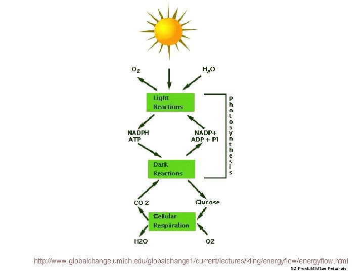 http: //www. globalchange. umich. edu/globalchange 1/current/lectures/kling/energyflow. html S 2 Produktivitas Perairan 