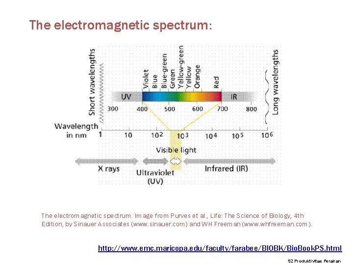 The electromagnetic spectrum: The electromagnetic spectrum. Image from Purves et al. , Life: The