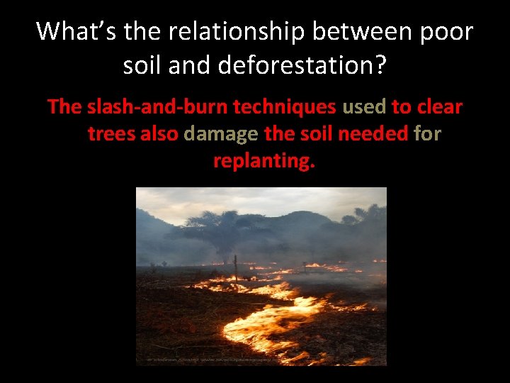 What’s the relationship between poor soil and deforestation? The slash-and-burn techniques used to clear