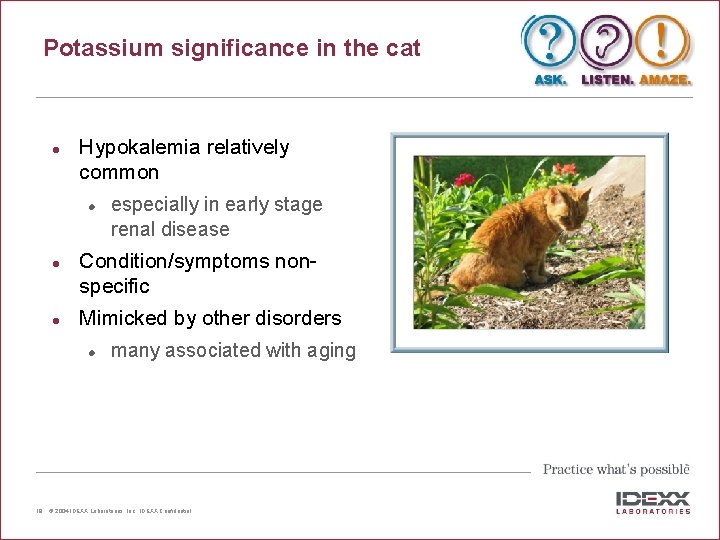 Potassium significance in the cat l Hypokalemia relatively common l l l Condition/symptoms nonspecific