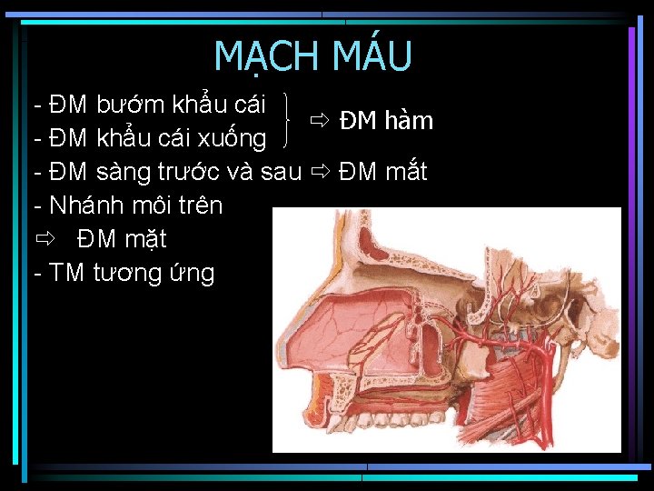 MẠCH MÁU - ĐM bướm khẩu cái ĐM hàm - ĐM khẩu cái xuống