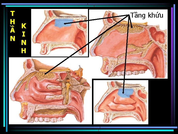 T H K Ầ I N N H Tầng khứu 