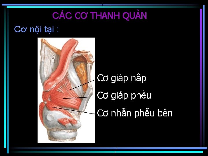 CÁC CƠ THANH QUẢN Cơ nội tại : 
