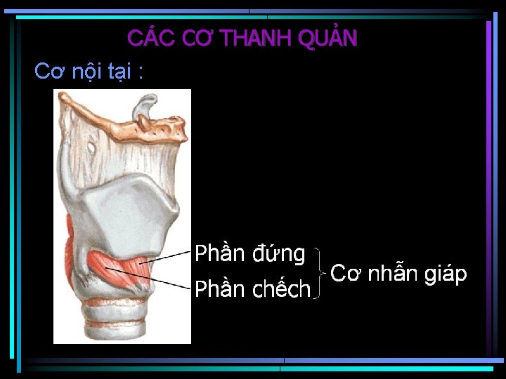 CÁC CƠ THANH QUẢN Cơ nội tại : 