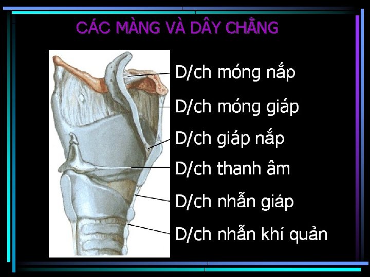 CÁC MÀNG VÀ D Y CHẰNG 