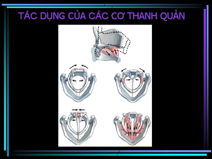 TÁC DỤNG CỦA CÁC CƠ THANH QUẢN 