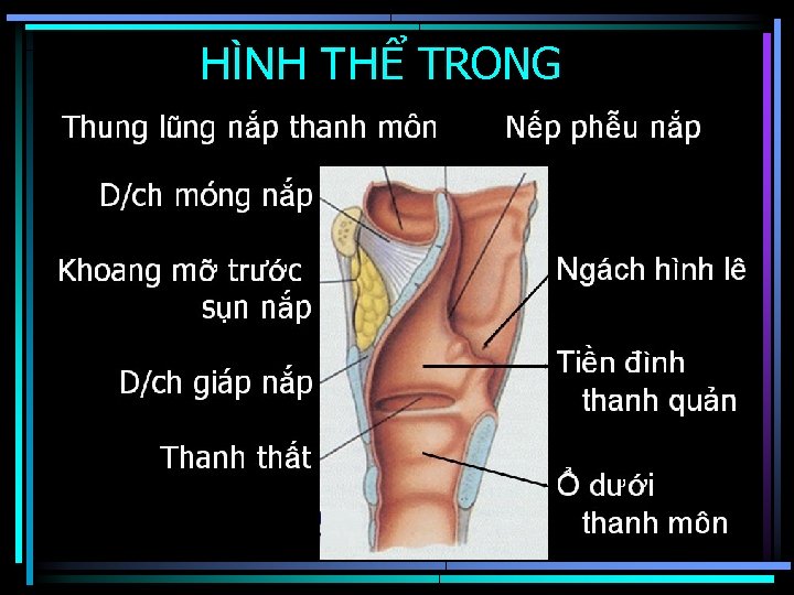 HÌNH THỂ TRONG 