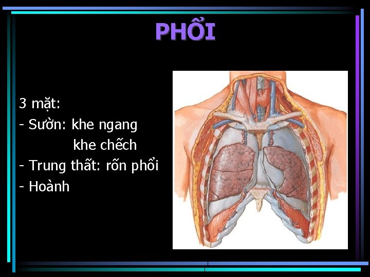 PHỔI 3 mặt: - Sườn: khe ngang khe chếch - Trung thất: rốn phổi