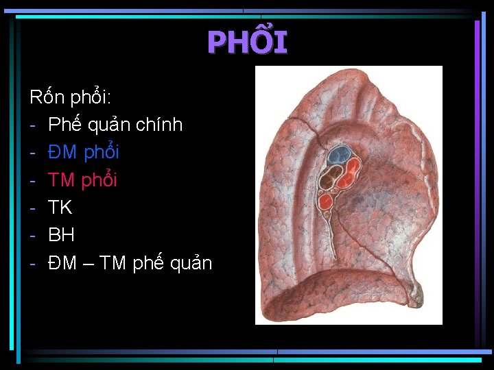 PHỔI Rốn phổi: - Phế quản chính - ĐM phổi - TK - BH