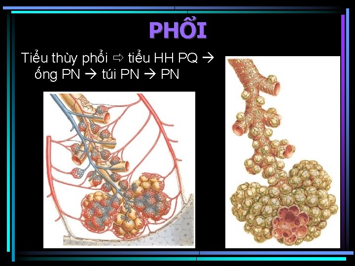 PHỔI Tiểu thùy phổi tiểu HH PQ ống PN túi PN 