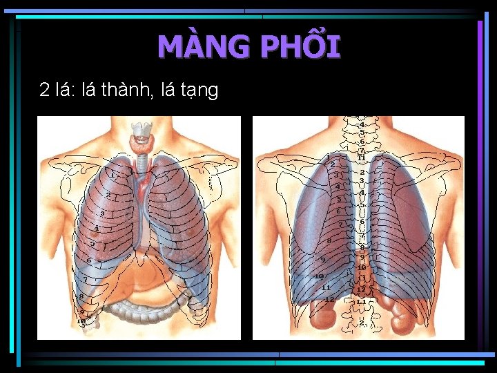 MÀNG PHỔI 2 lá: lá thành, lá tạng 