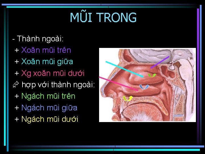 MŨI TRONG - Thành ngoài: + Xoăn mũi trên + Xoăn mũi giữa +