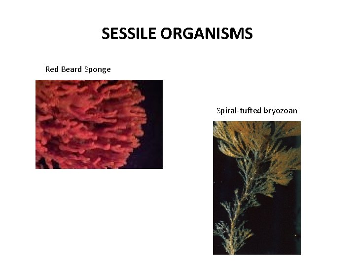 SESSILE ORGANISMS Red Beard Sponge Spiral-tufted bryozoan 