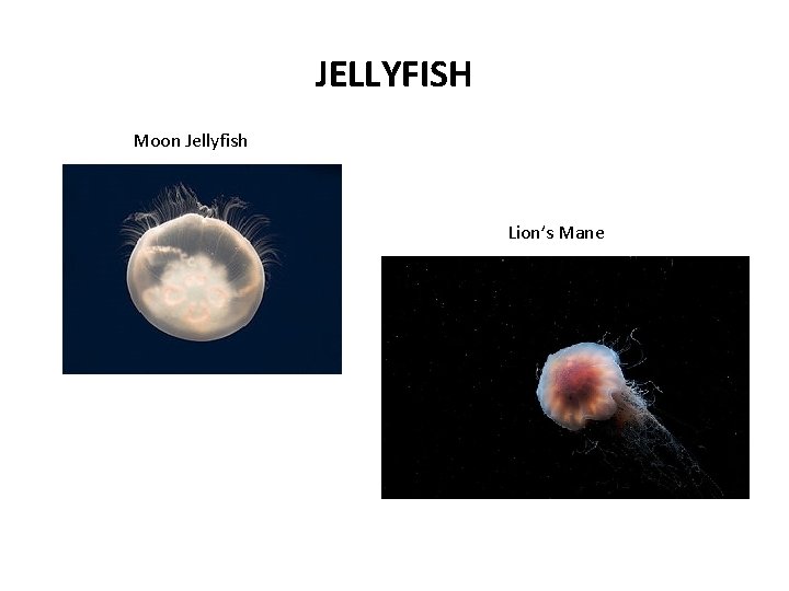 JELLYFISH Moon Jellyfish Lion’s Mane 