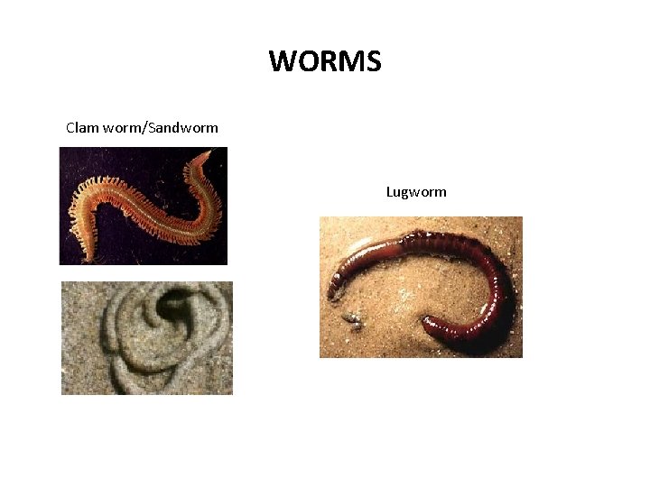 WORMS Clam worm/Sandworm Lugworm 