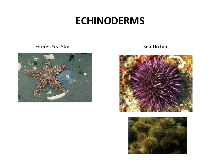 ECHINODERMS Forbes Sea Star Sea Urchin 