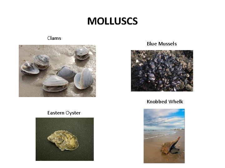 MOLLUSCS Clams Blue Mussels Knobbed Whelk Eastern Oyster 