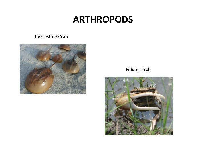ARTHROPODS Horseshoe Crab Fiddler Crab 