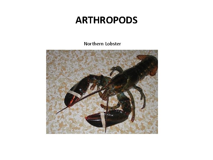 ARTHROPODS Northern Lobster 