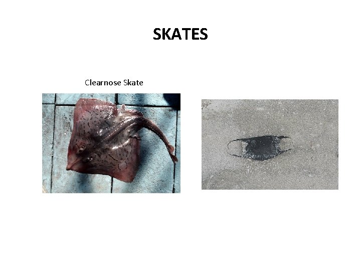 SKATES Clearnose Skate 