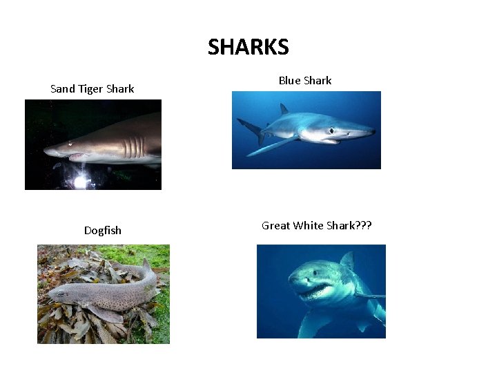 SHARKS Sand Tiger Shark Dogfish Blue Shark Great White Shark? ? ? 