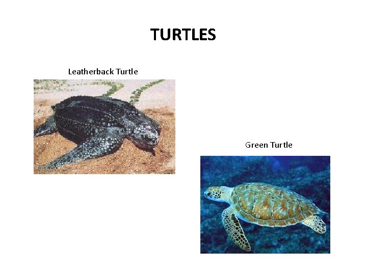 TURTLES Leatherback Turtle Green Turtle 