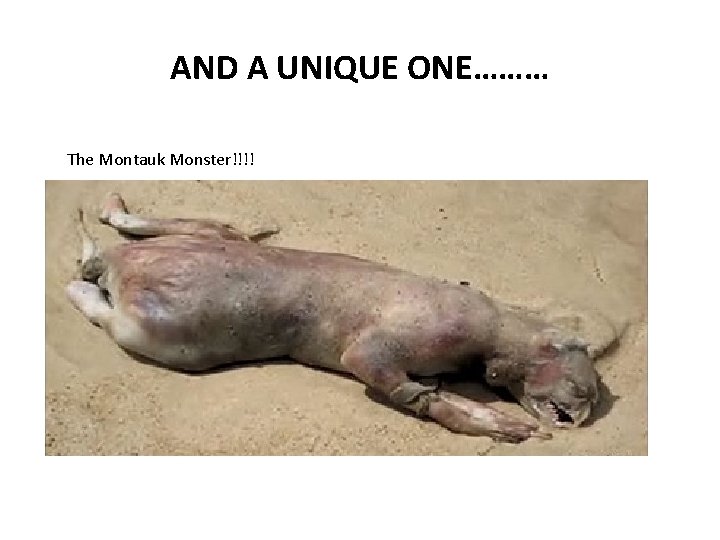 AND A UNIQUE ONE……… The Montauk Monster!!!! AND A UNIQUE ONE……… The Montauk Monster!!!!