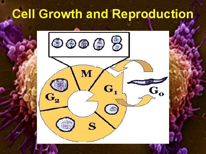 Cell Growth and Reproduction 