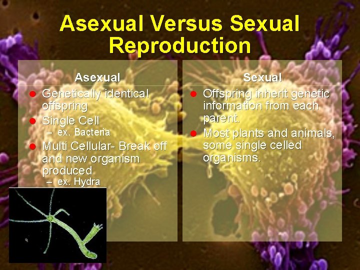 Asexual Versus Sexual Reproduction Asexual l Genetically identical offspring l Single Cell – ex.